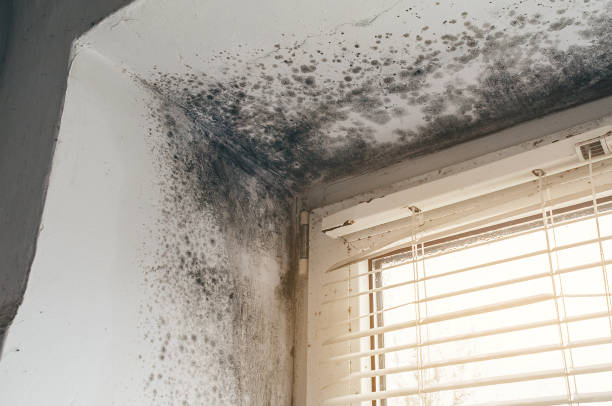 Trusted Mold Inspection service in Rixeyville, VA - Cheap Mold Removal
